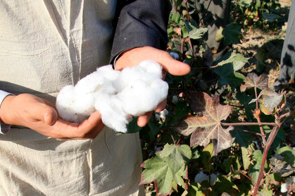 Warum ist Bio-Baumwolle besser?