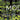 Modal Fabric